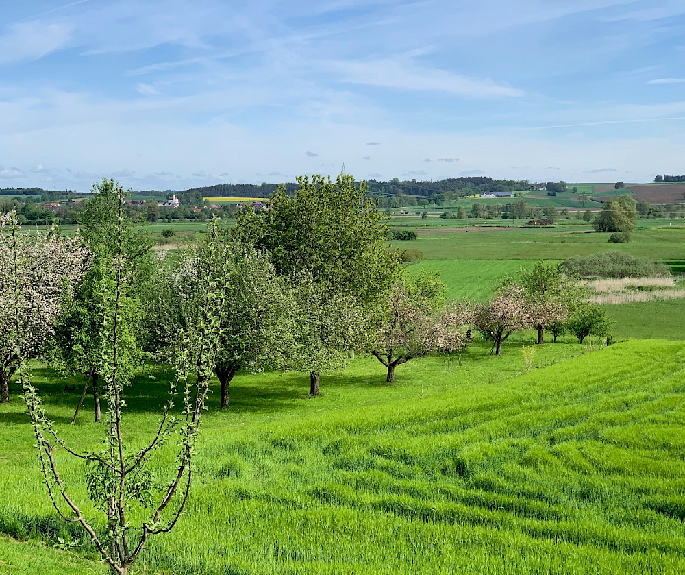 © Bio-Obsthof Holzmair Haindlfing